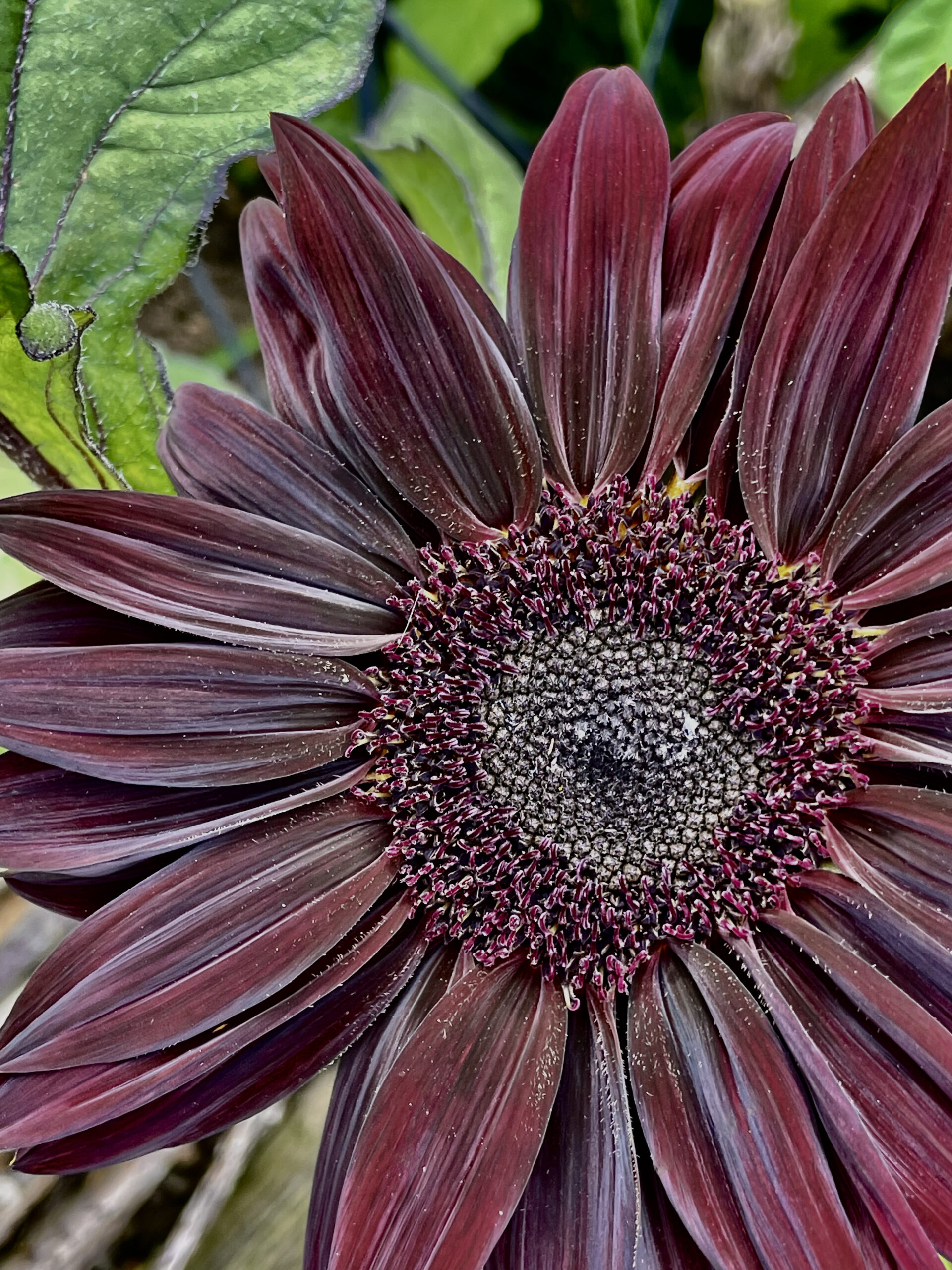 Deep crimson sunflower growing in oxfordshire garden