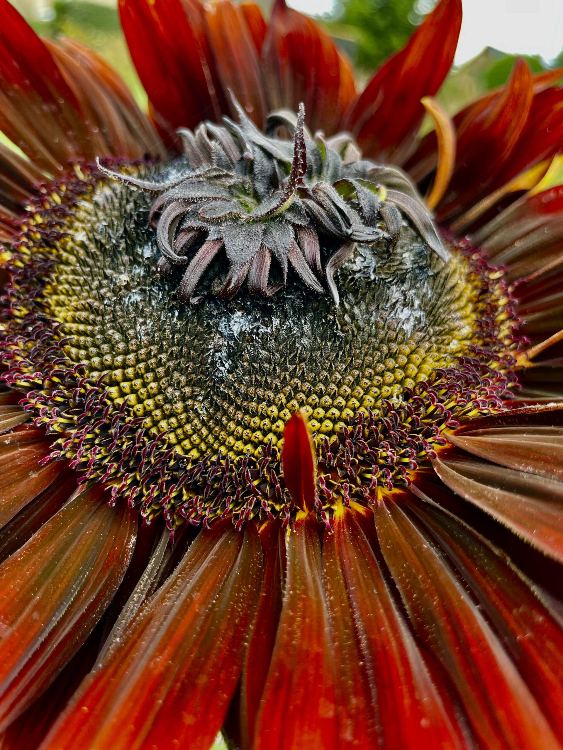 sunflower seed head with petal variation