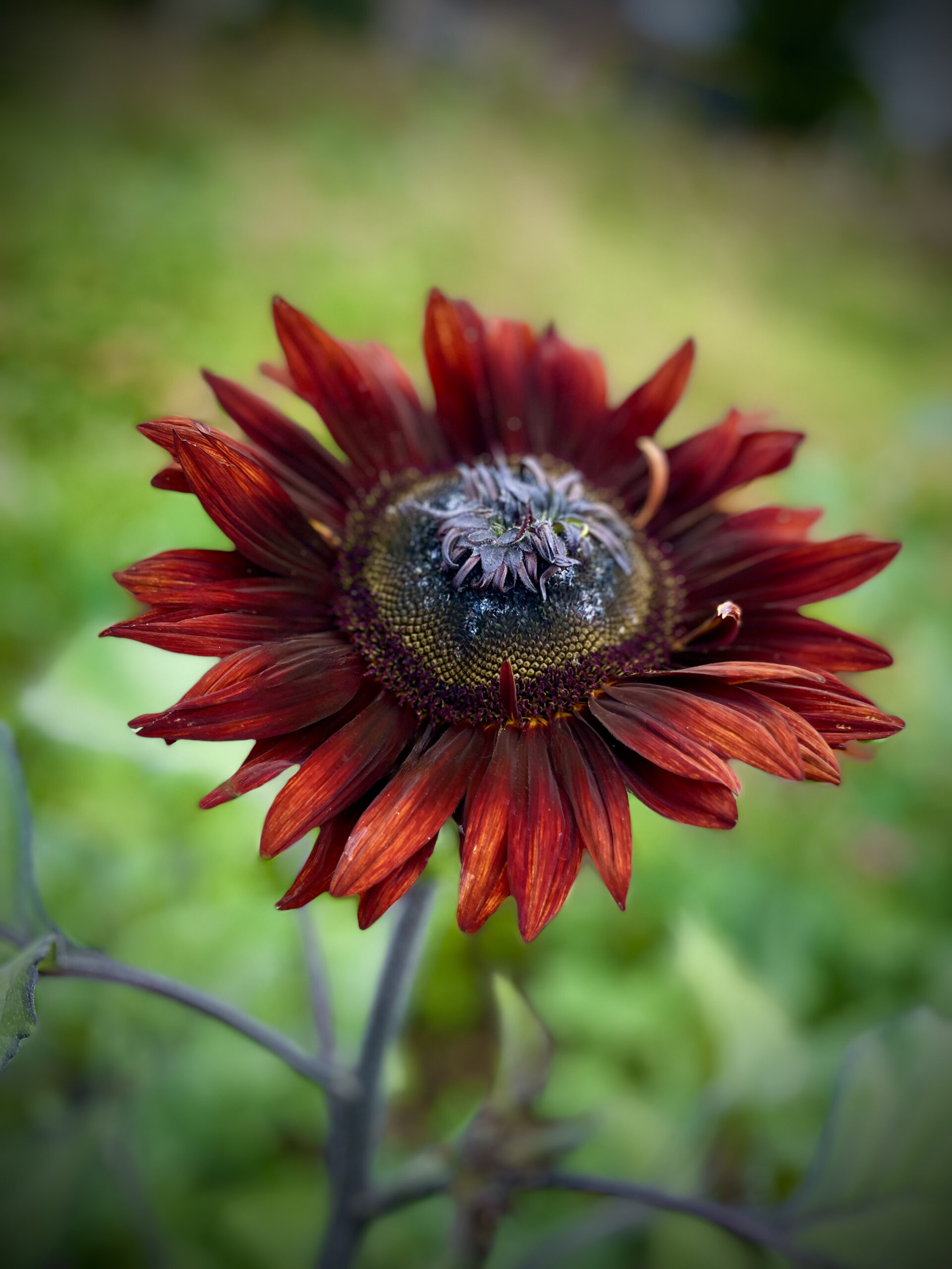 Close up mini red sunflower 