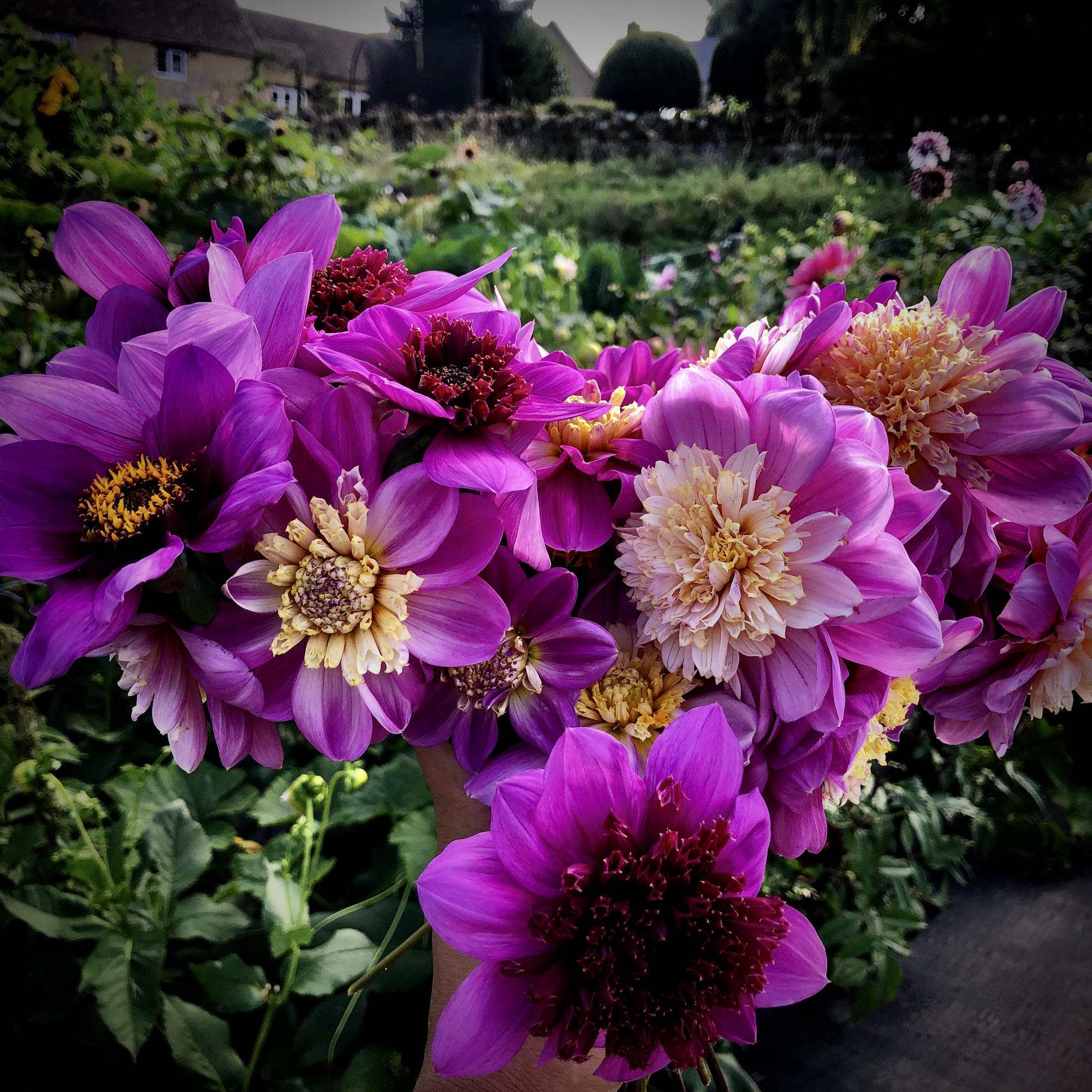 Beautoful array of deep purple and pink dahlias