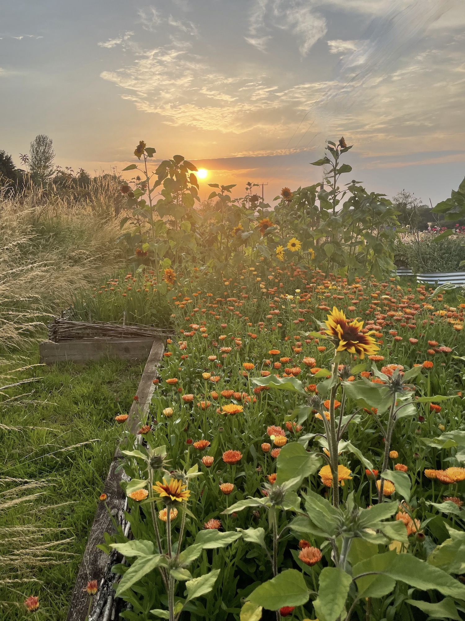 Sunset over Flower farm sunflower patch