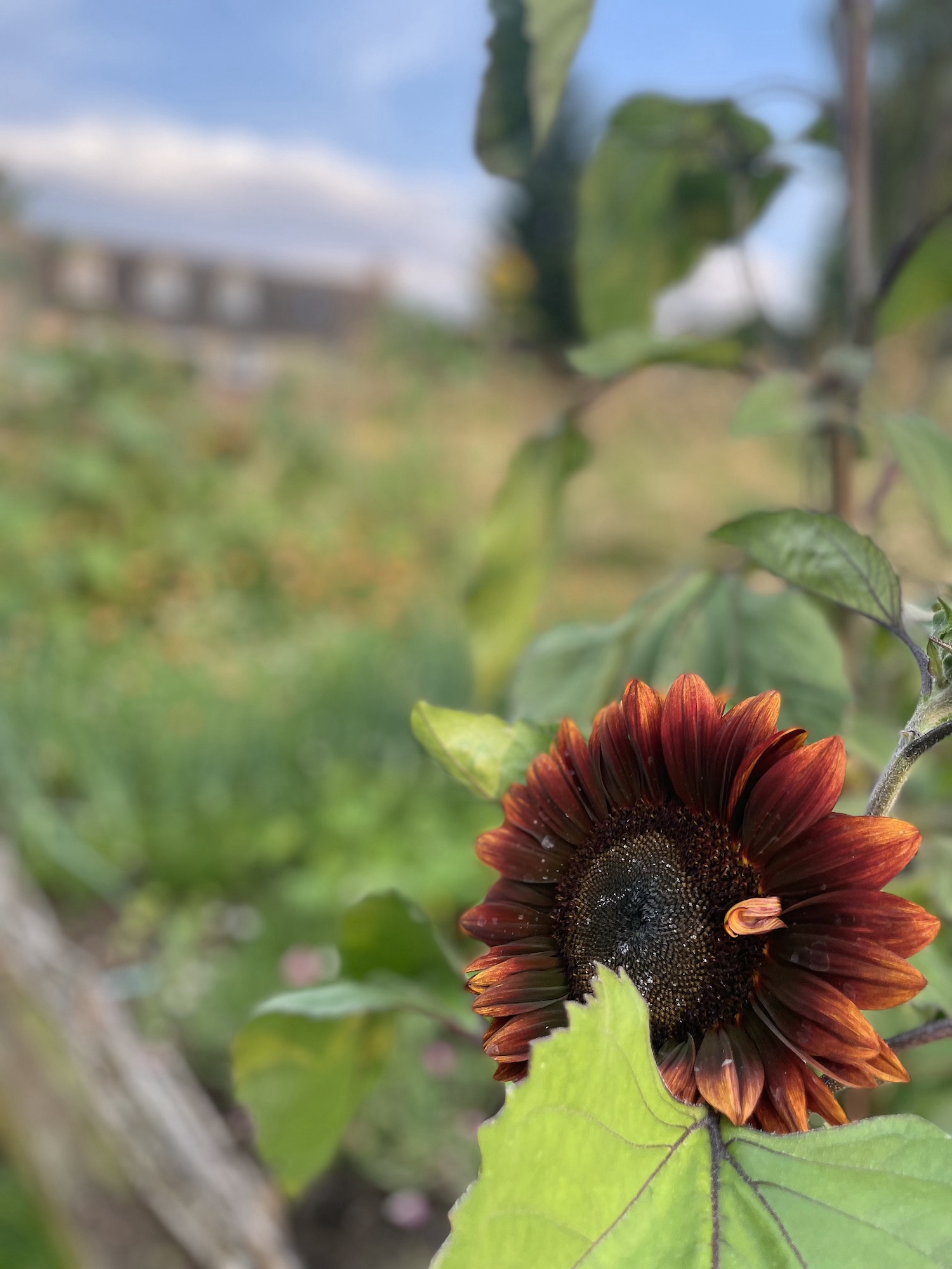 Black and orange sunflower 