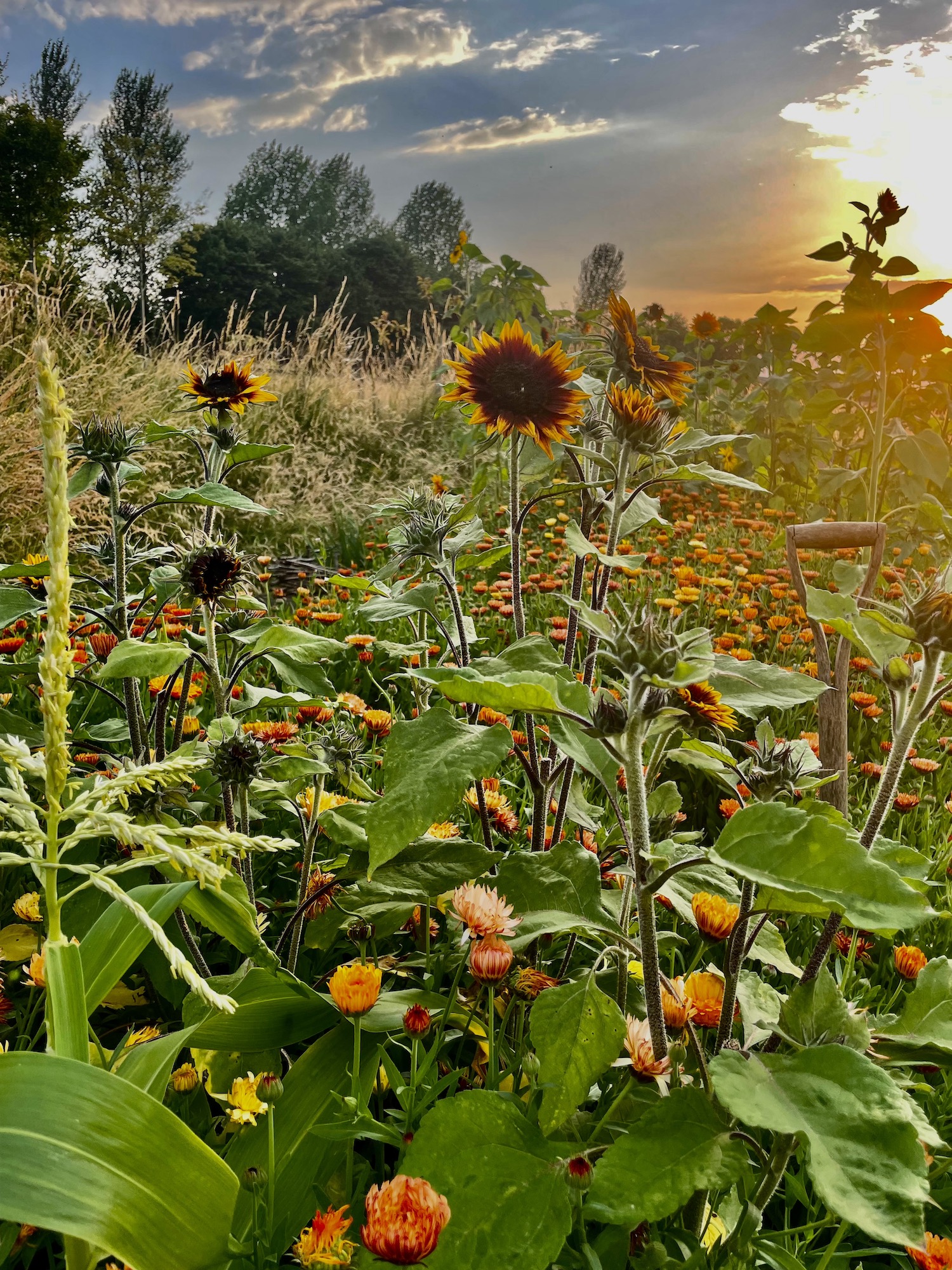 Sunset over sunflower patch in Cotswold garden
