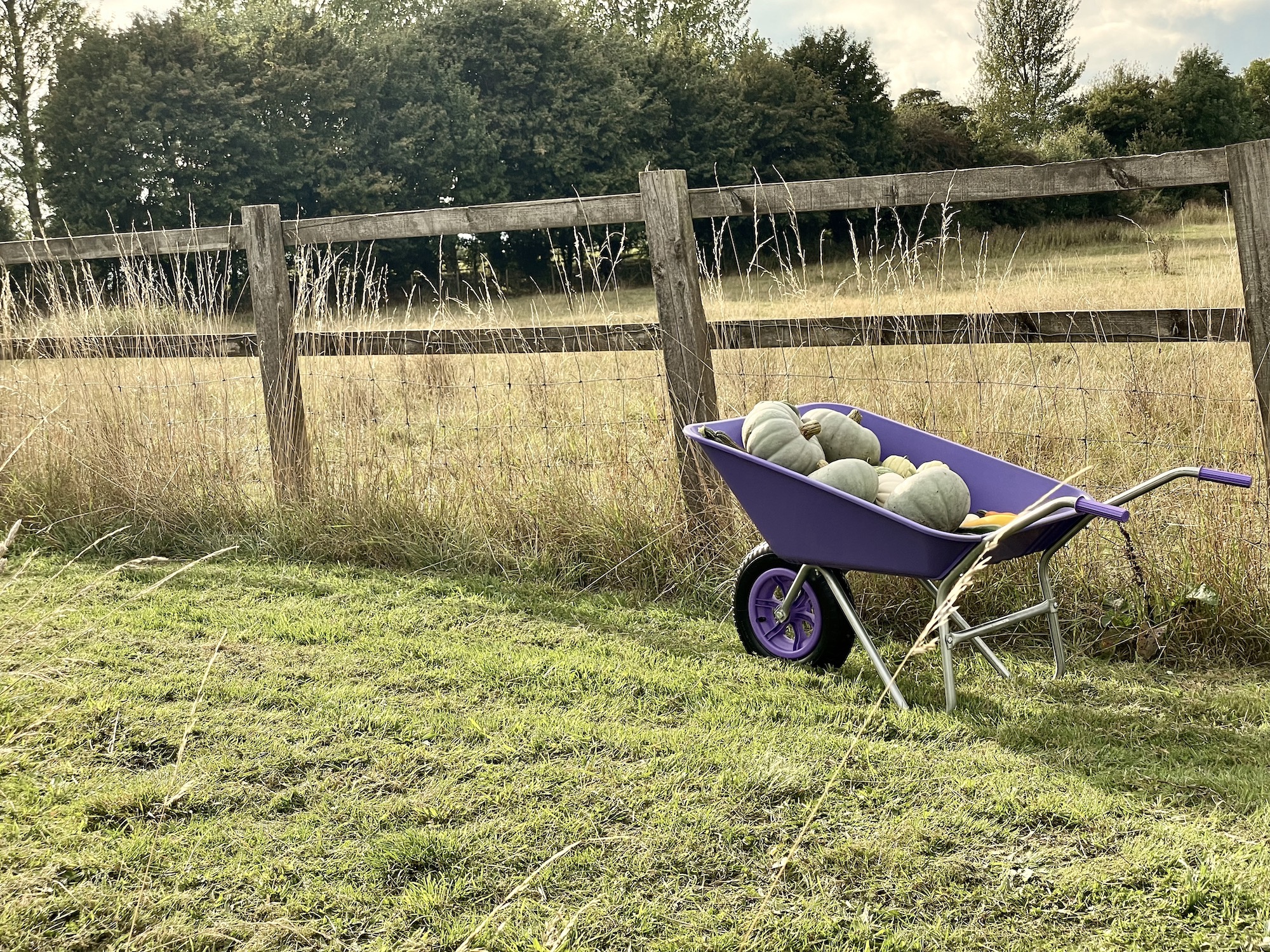 Wheelbarrow filled with pumpkin harvest in cotswold garden back from productive patch