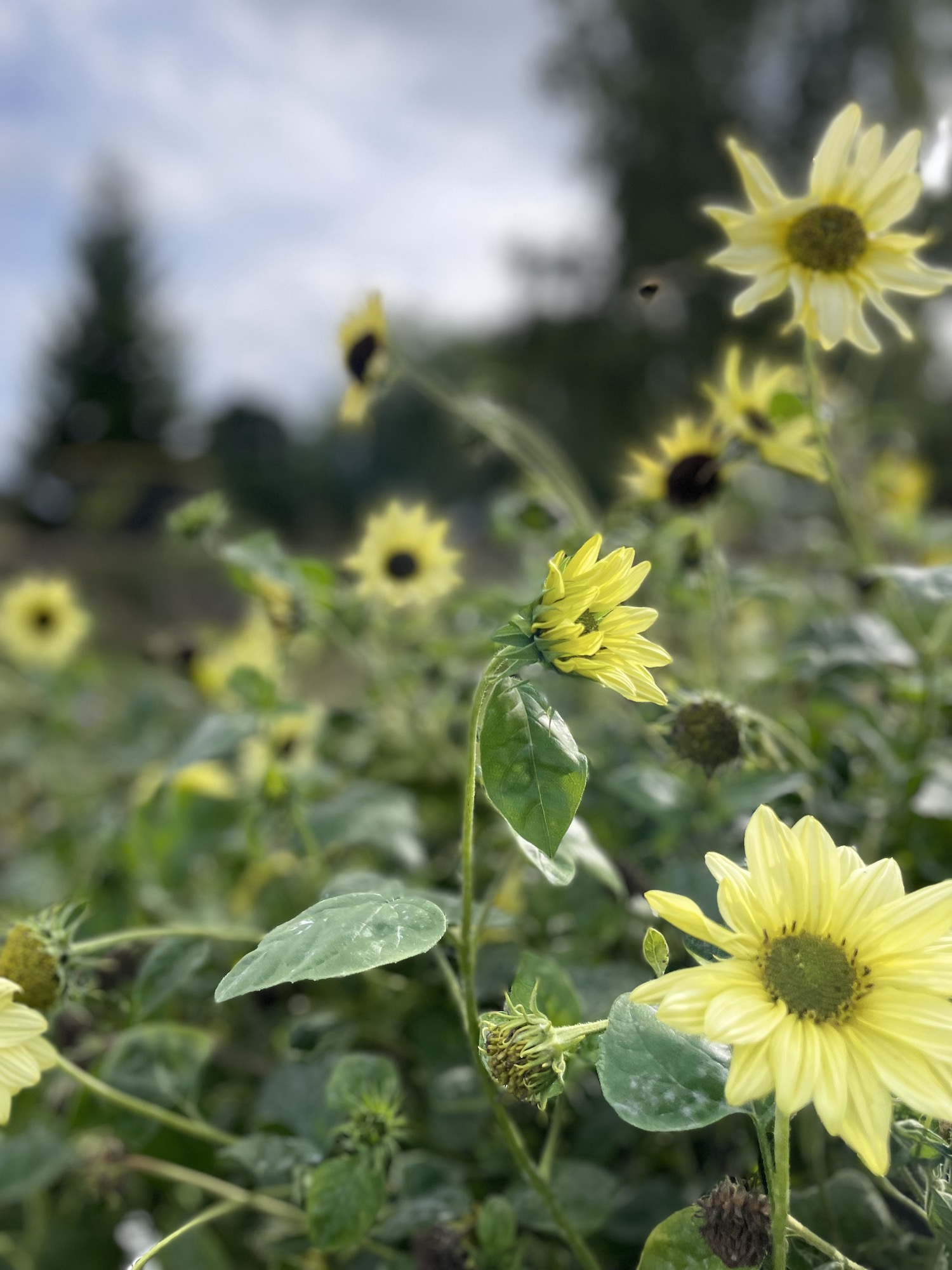 Acid yellow mini sunflowers 