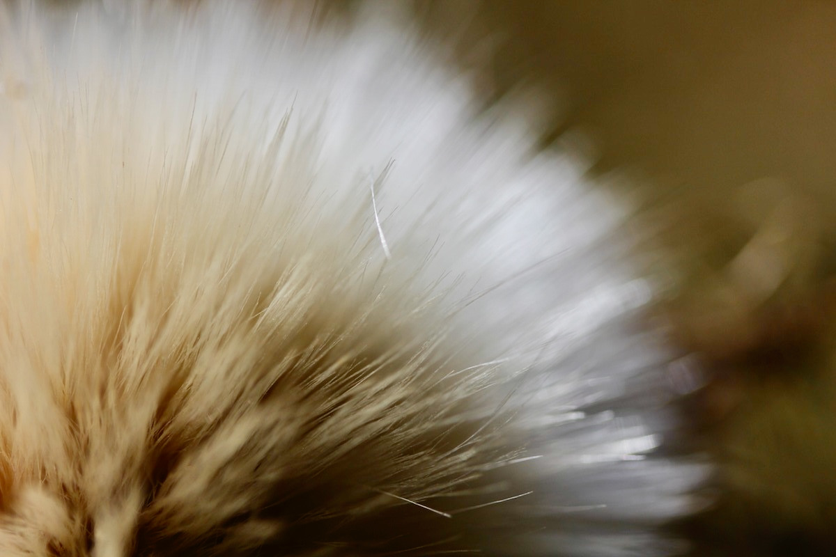 Close up of fluffy grass pod in peachy dusky shades