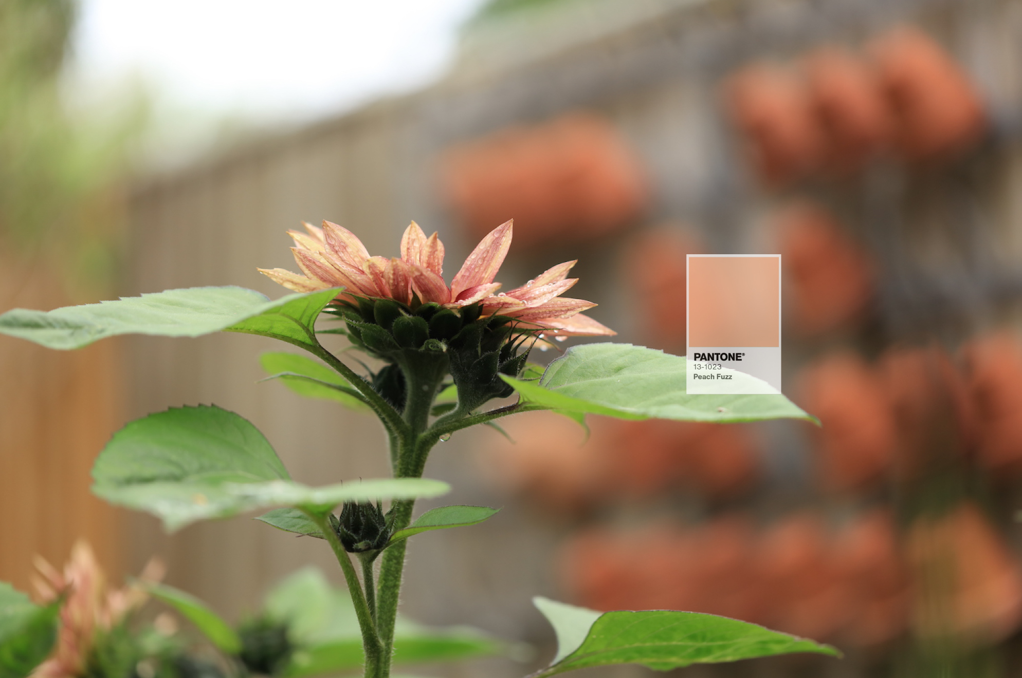 peach coloured sunflowers in an autumnal garden