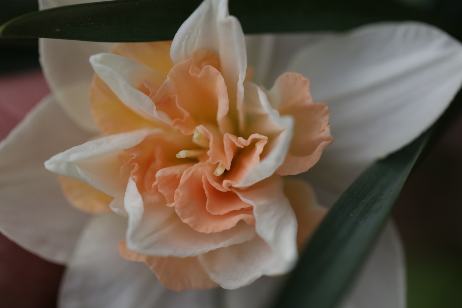 Beautiful peach narcissi by Hendy Curzon Gardens