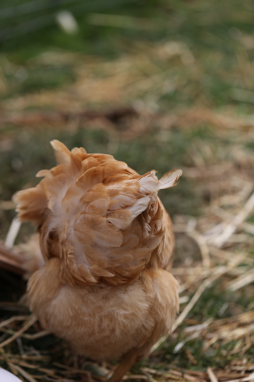 Peach fuzz chicken free range in Cotswold garden