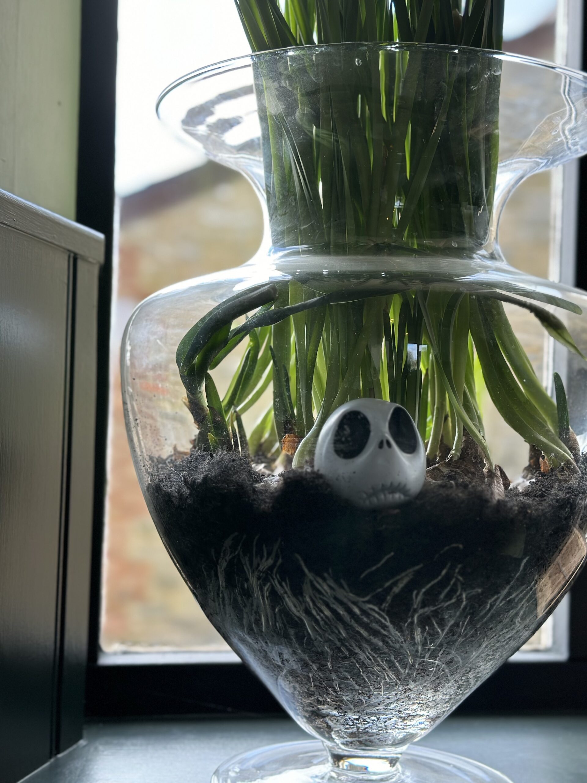 Paperwhite Narcissi in hurricane glass vase