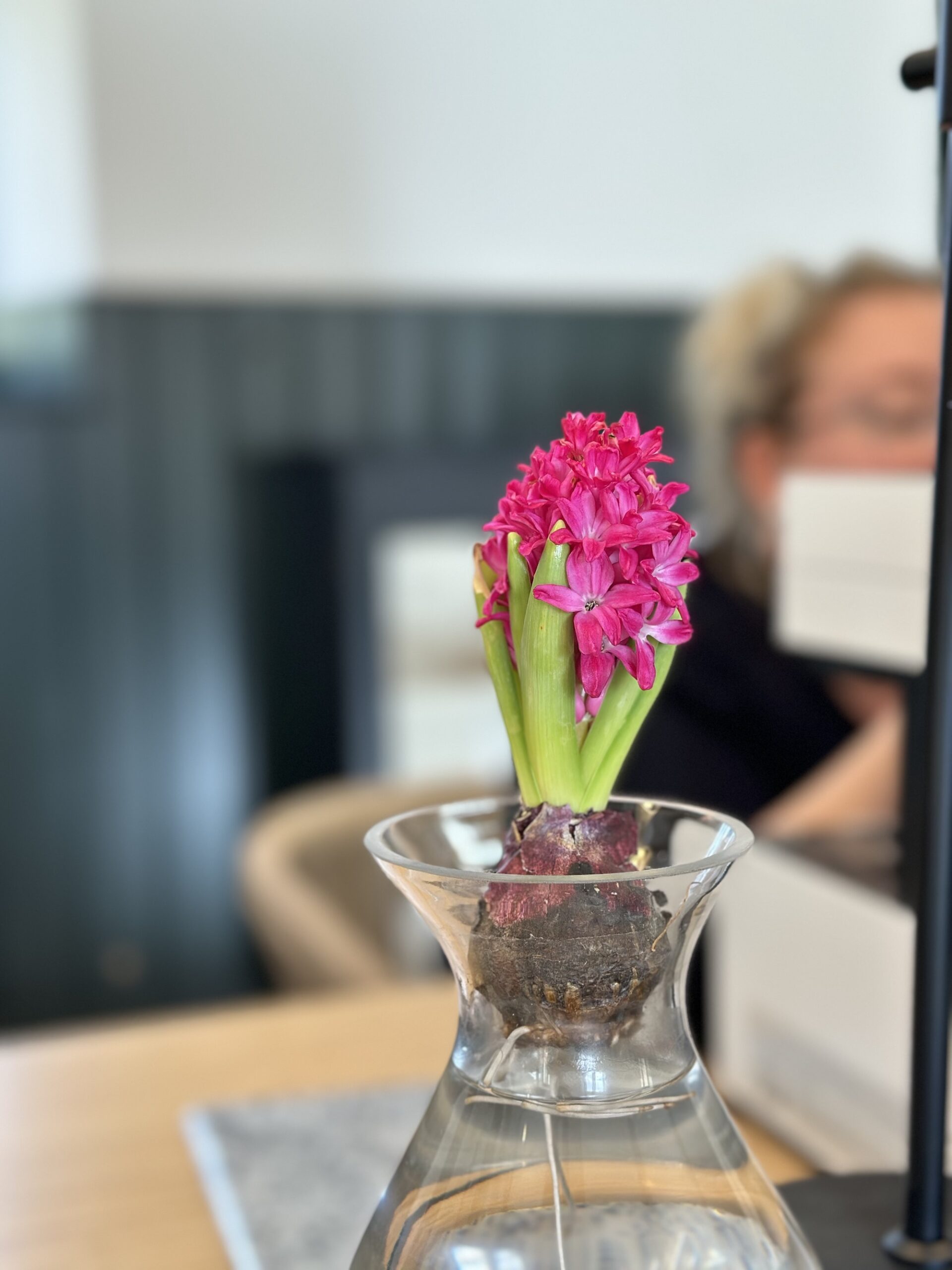 Pink Hyacinth in Woodstock design studio