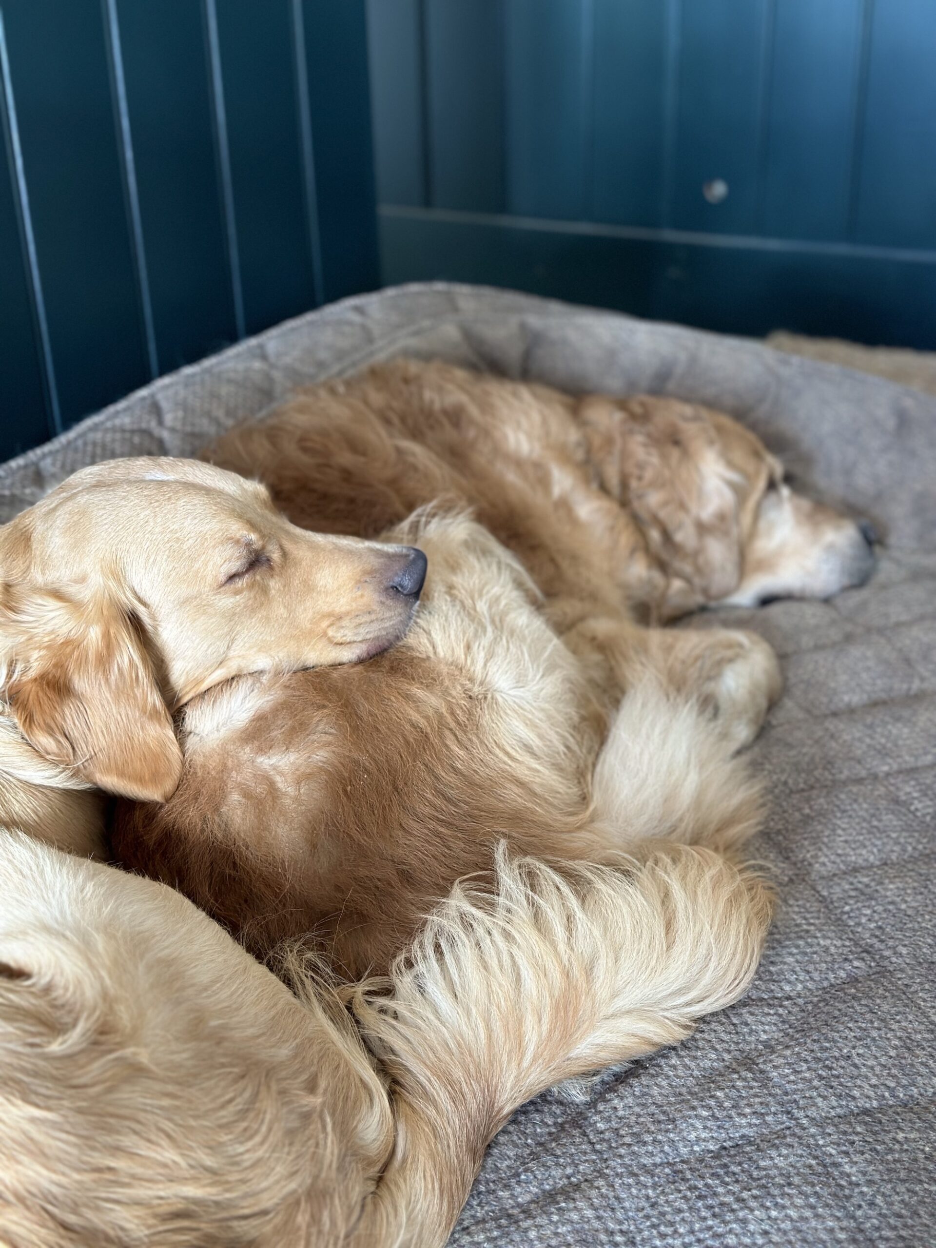 Golden retriever dogs snuggled up asleep on giant dog bed