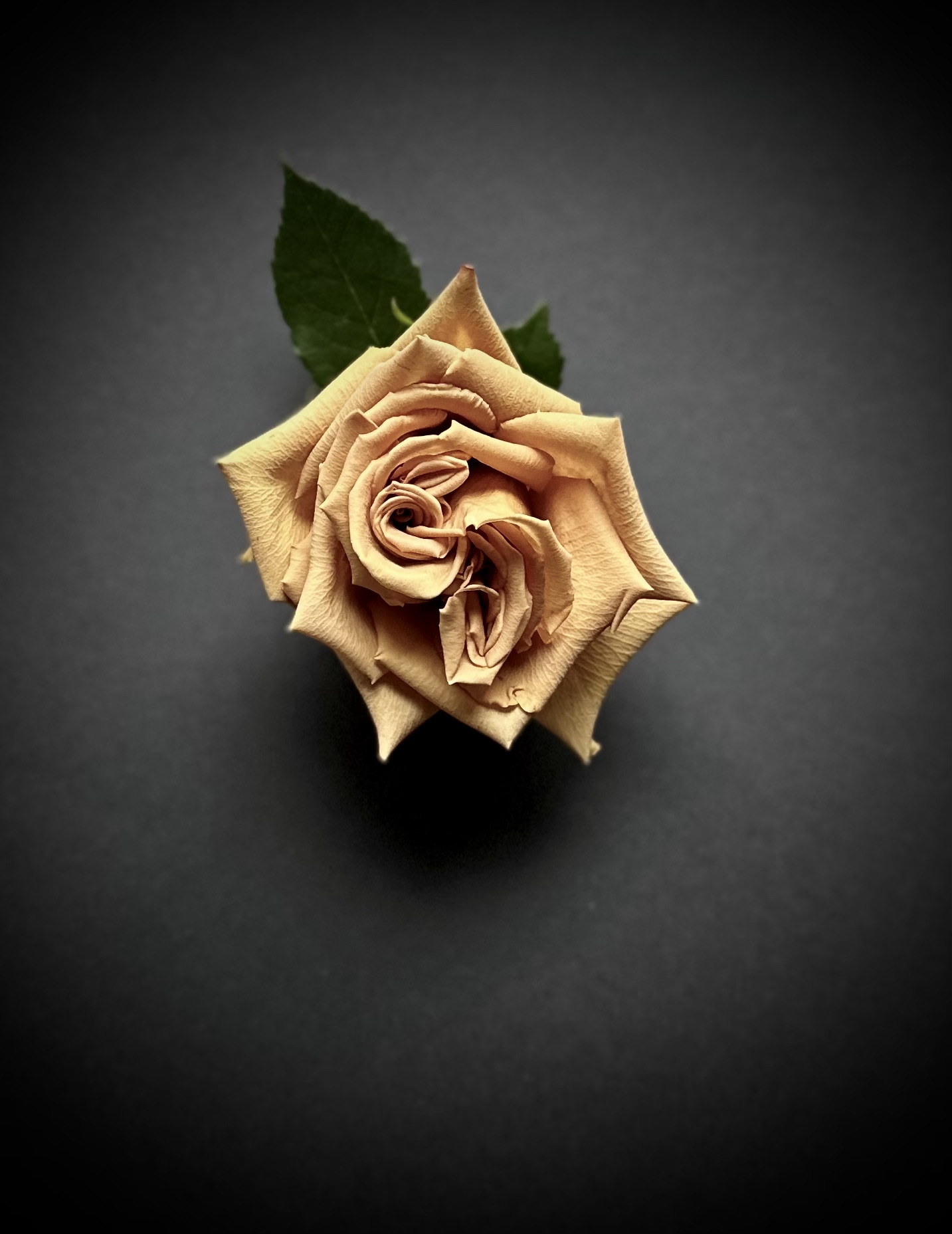 Close up of toffee rose 