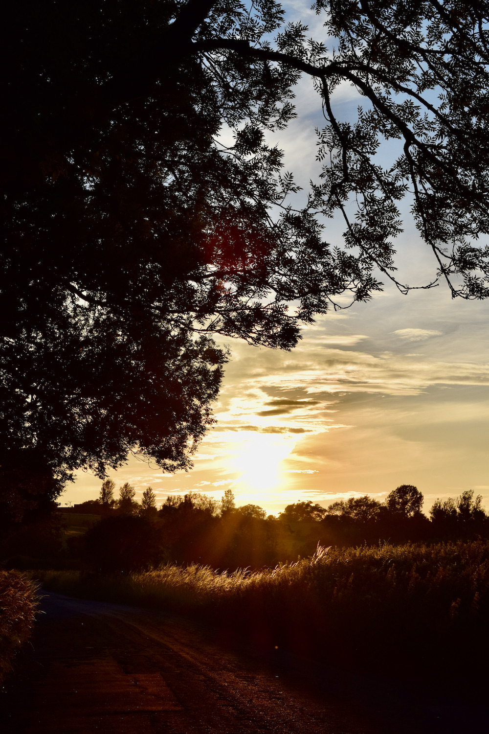 Sunset over wheat field in Oxfordshire 