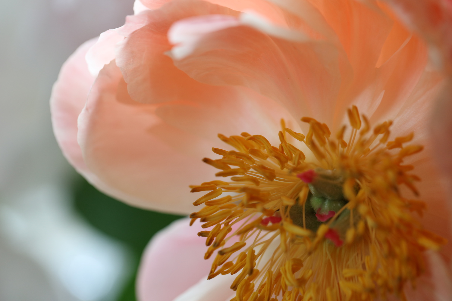 Close up of beautiful scented peach peony