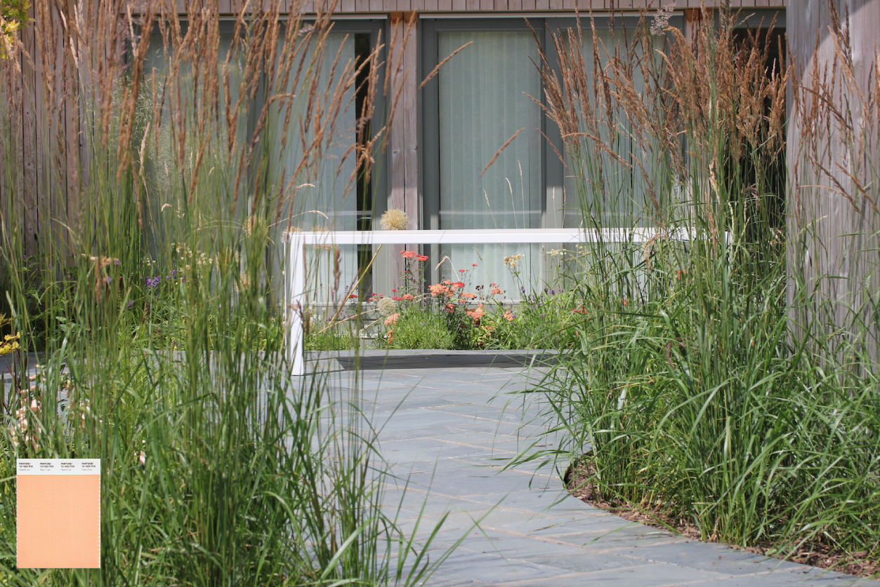 Pantone Peach Fuzz colour card in Hendy Curzon landscaped garden with apricot peach planting scheme 