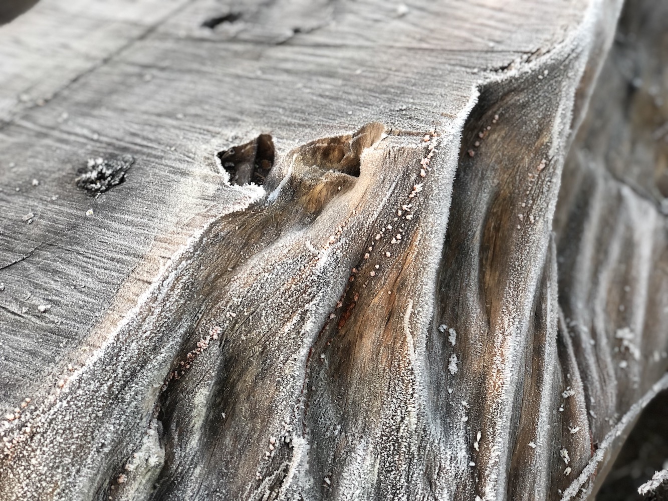 Close up of frosty tree trunk with ridges and grooves