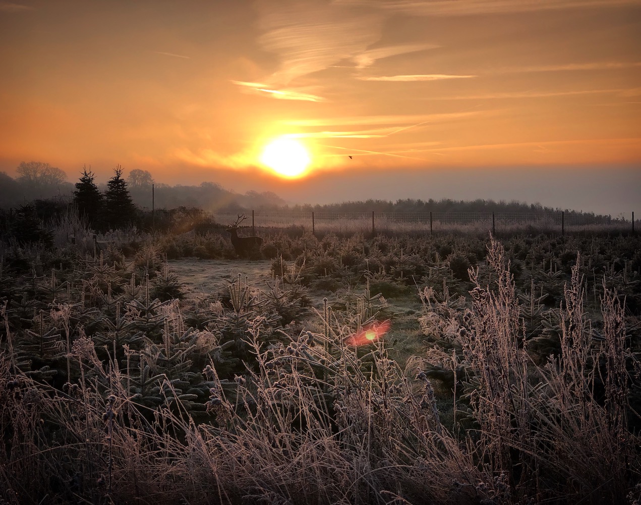 Beautiful sunrise at Blenheim Palace with Stag deer silhouette 