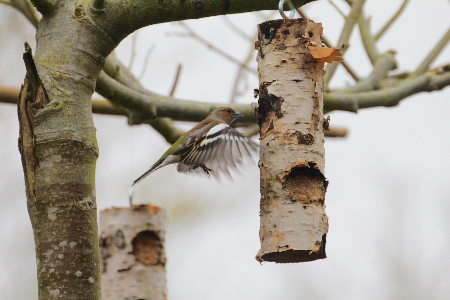 Close up of bird feeding on birch log in Oxfordshire winter
