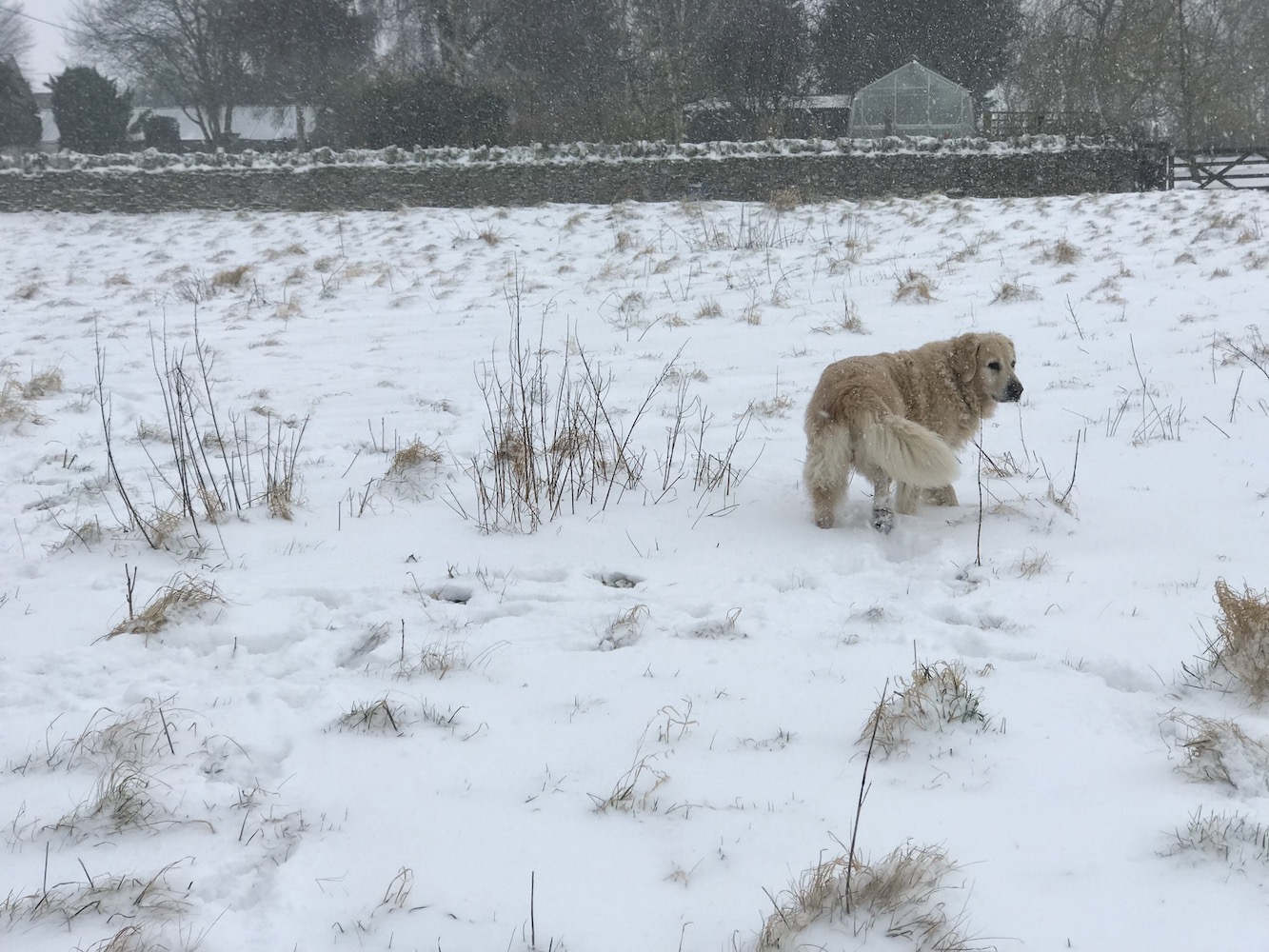 Golden retriever in snow scene cotswold garden