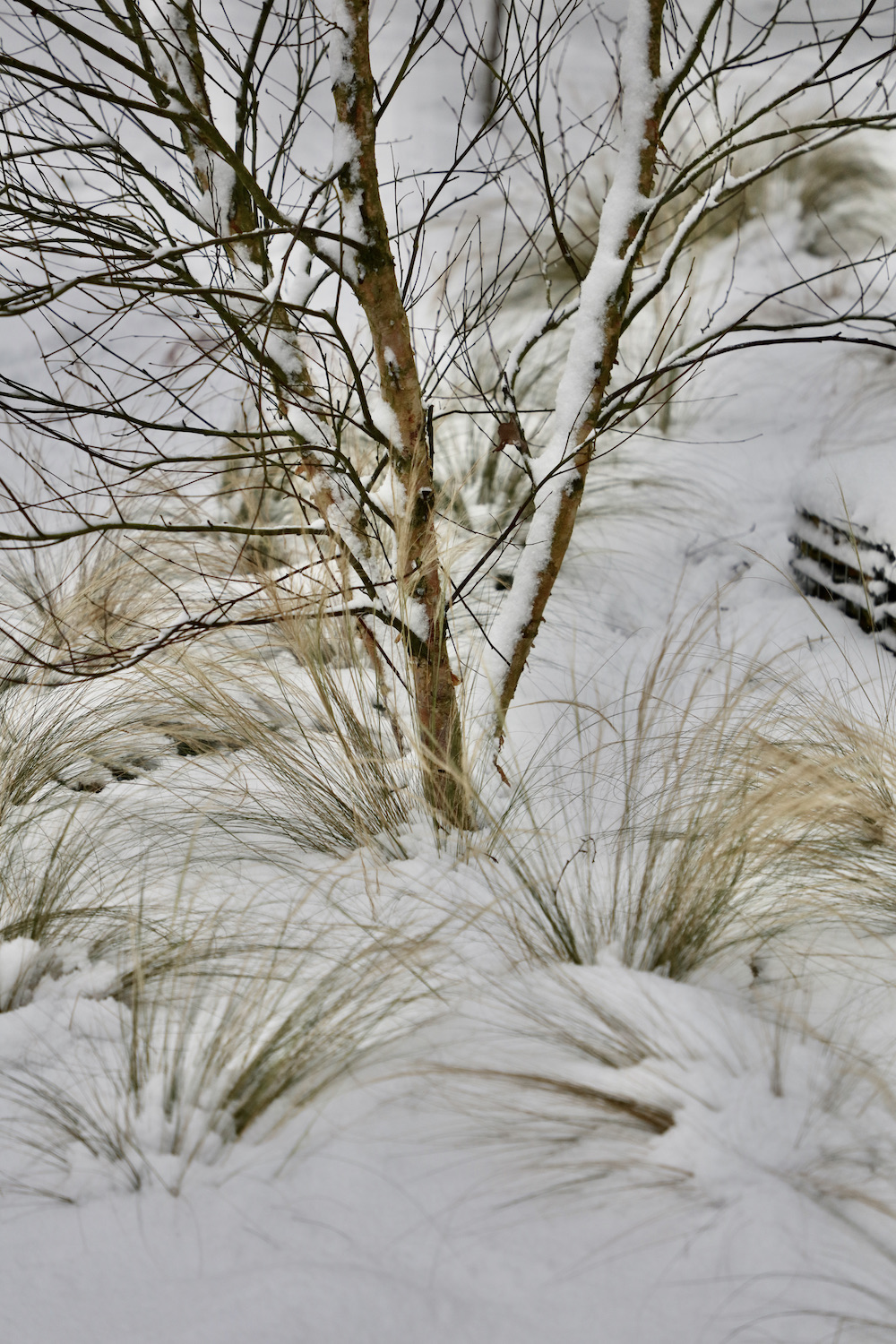 Snow fallen amongst grasses in winter. Designed by Hendy Curzon Gardens
