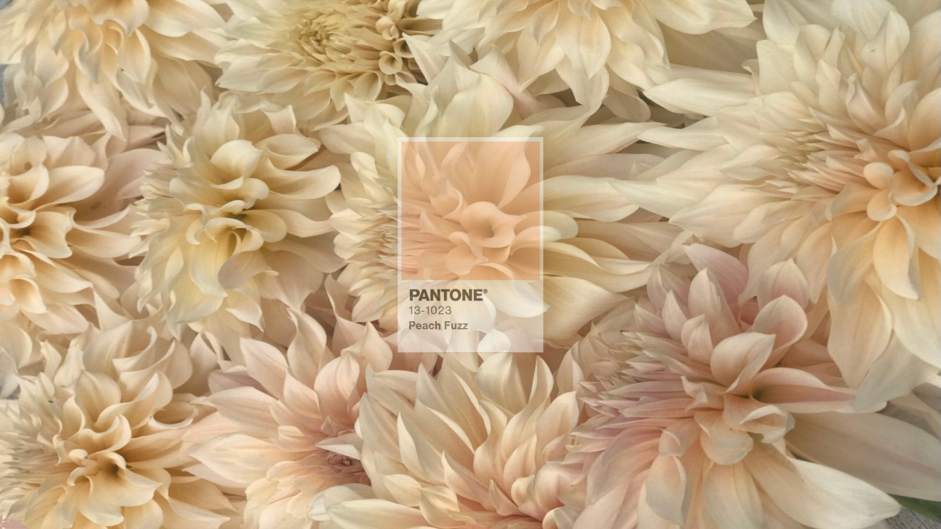 Pantone colour card 2024 Peach Fuzz with Cafe au Lait Dahlias 