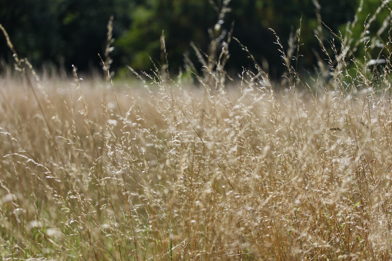 Field of grasses in peachy golden shades