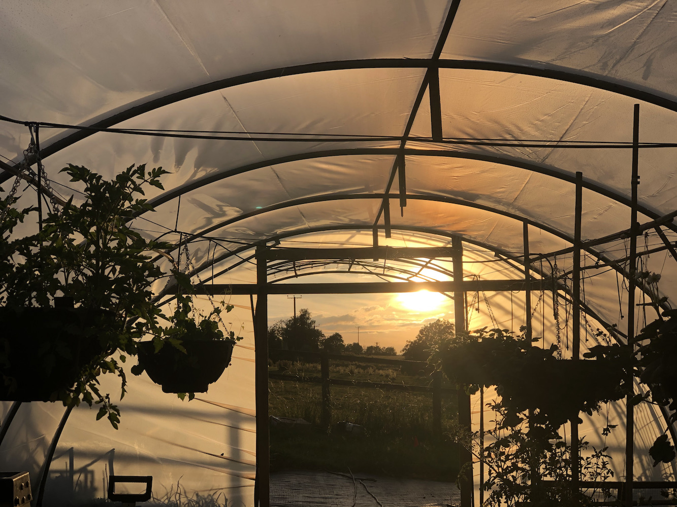 Productive hoop house with beautiful sunset over cotswold garden