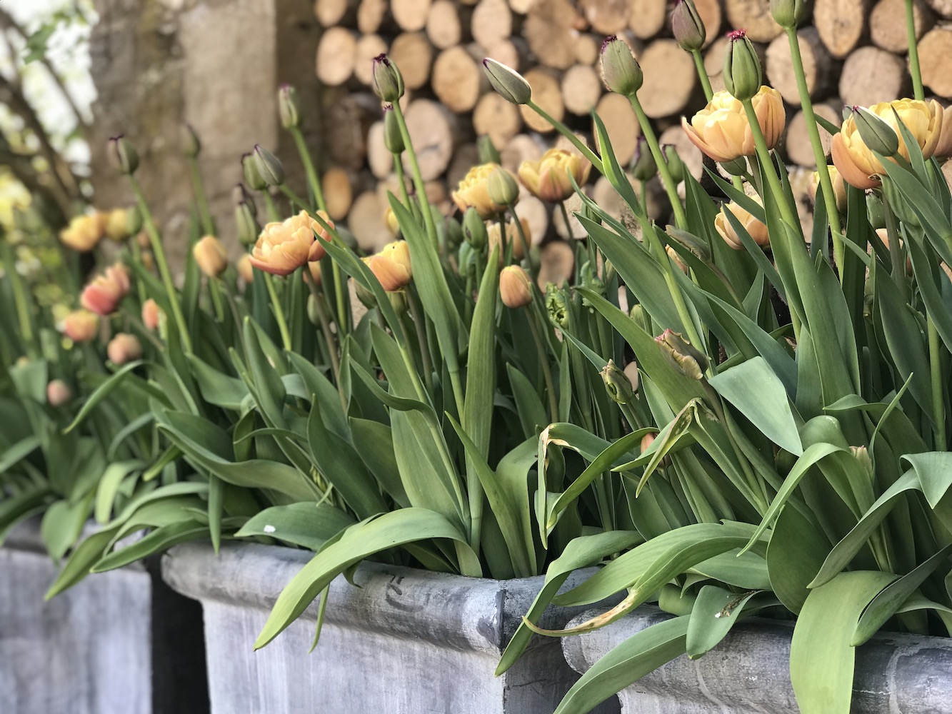 Peach and orange tulips in galvanised planters by Hendy Curzon Gardens