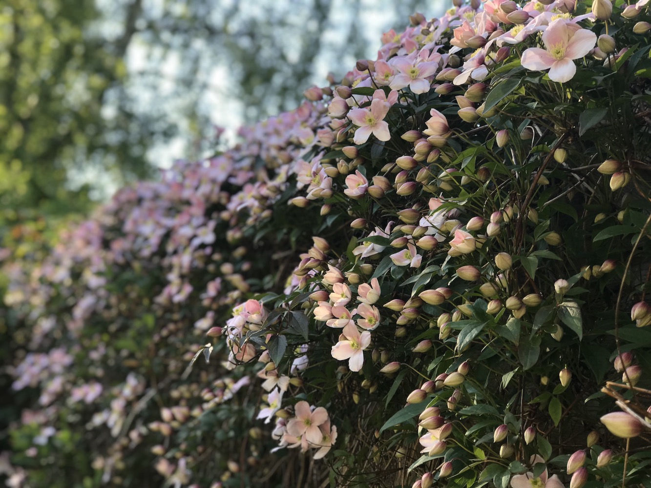 Masses of pink clematis climber growing in Oxfordshire Garden 