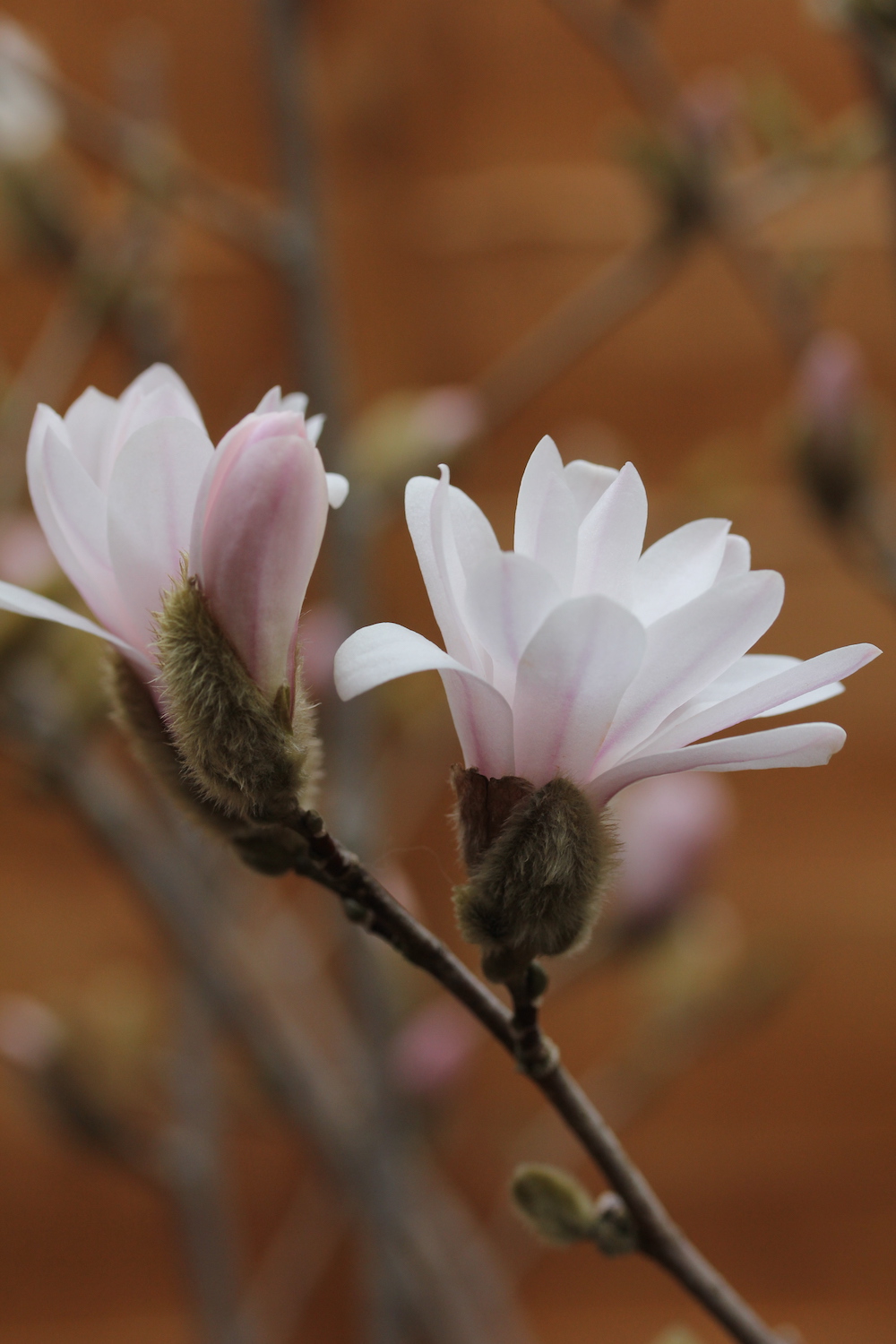Close up of blush pink Magnolia just beginning to open 