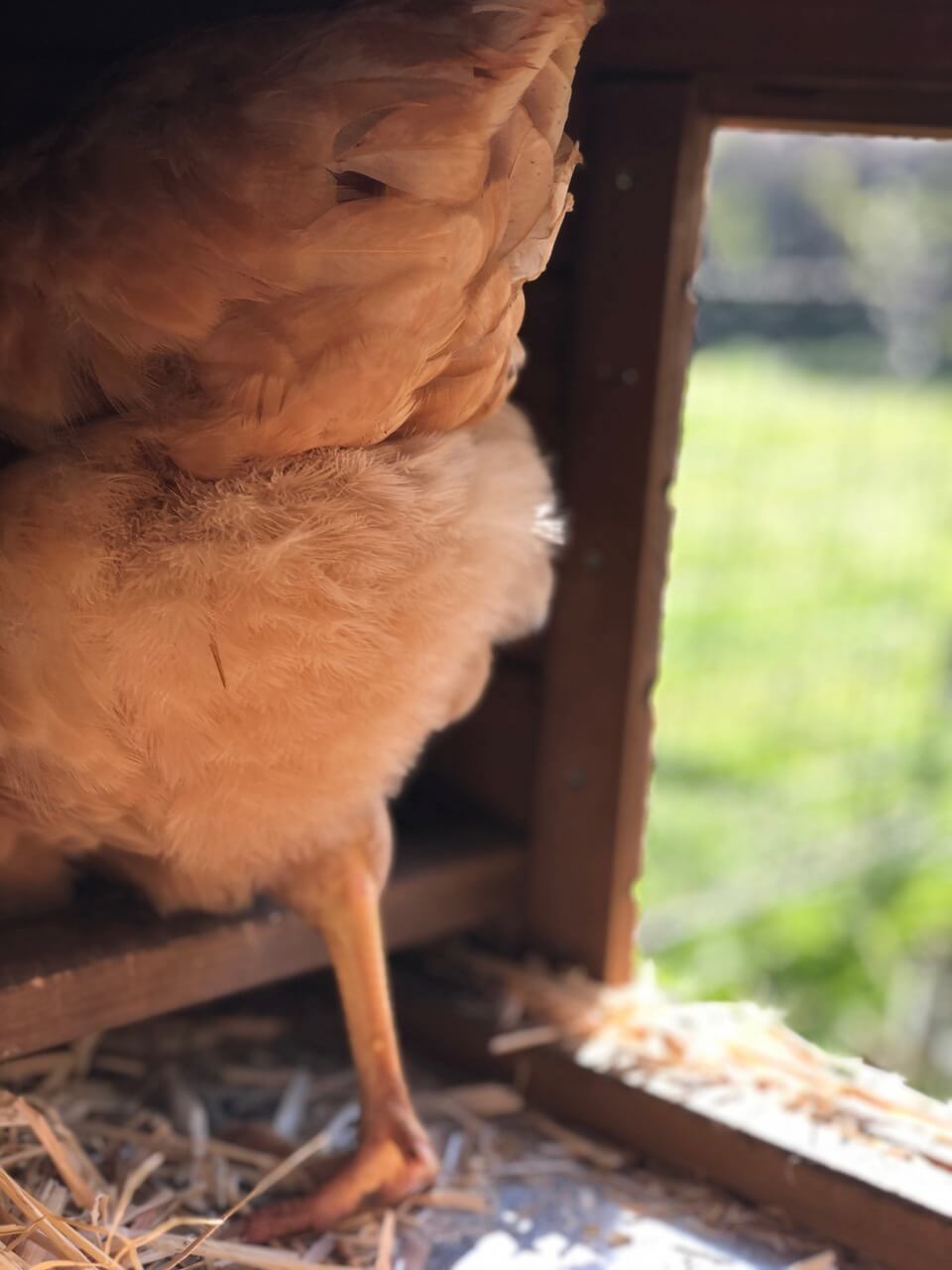 Peachy shades chicken feathers in cotswold garden