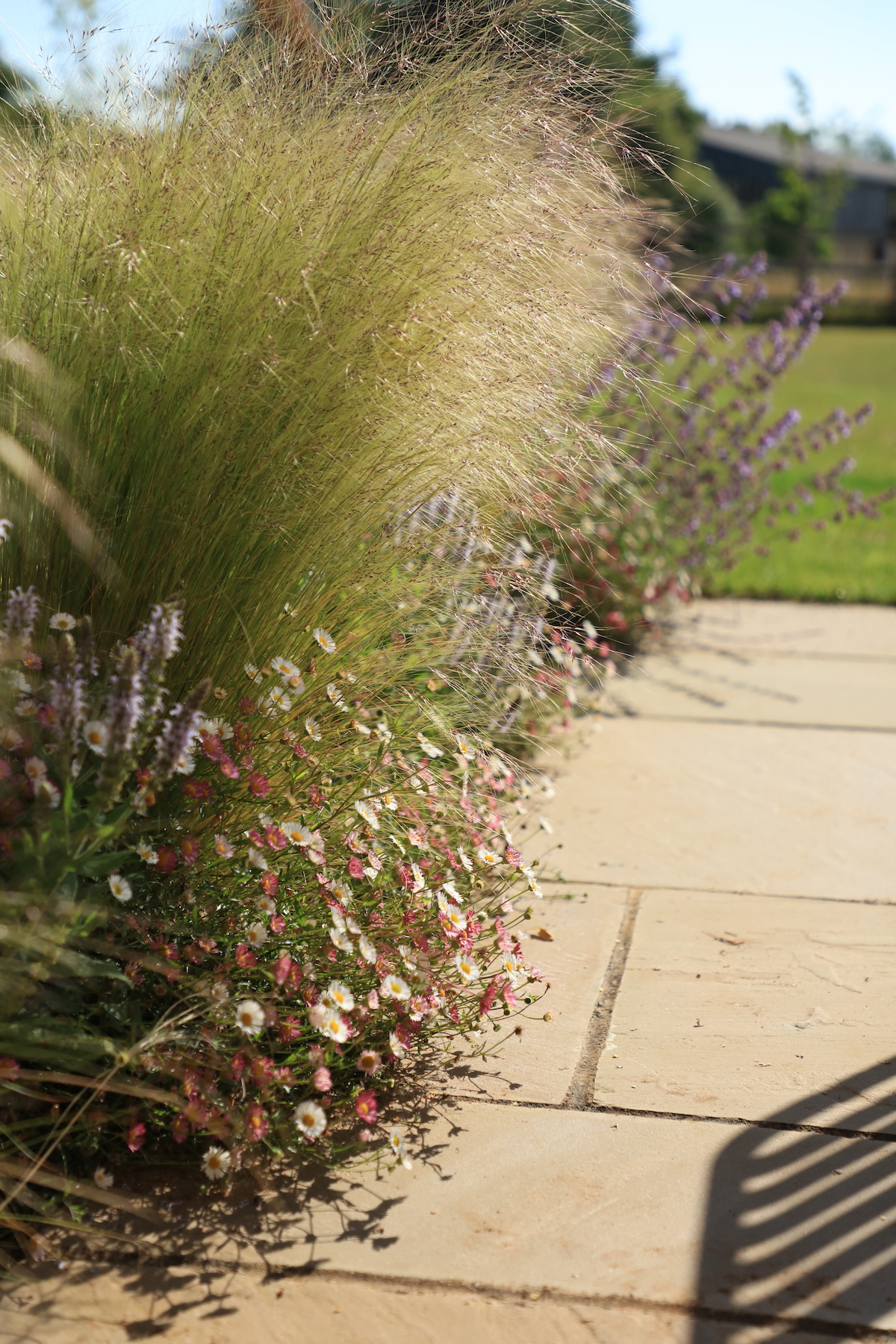 Soft grasses blowing in the wind at cotswold home