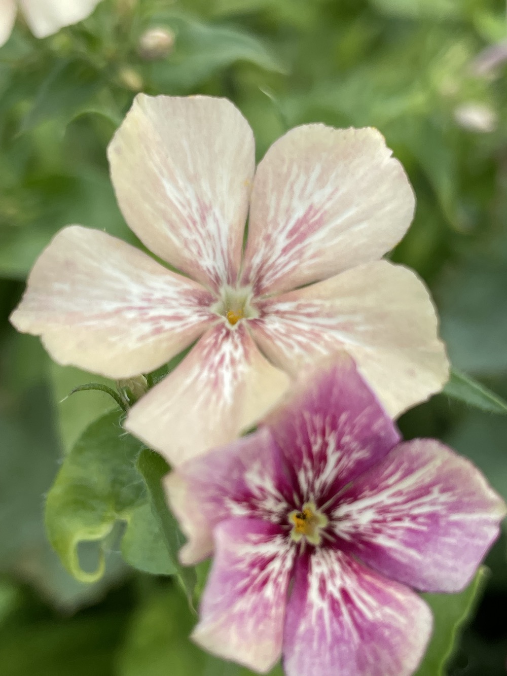 Peach, white and purple Nicotiana 