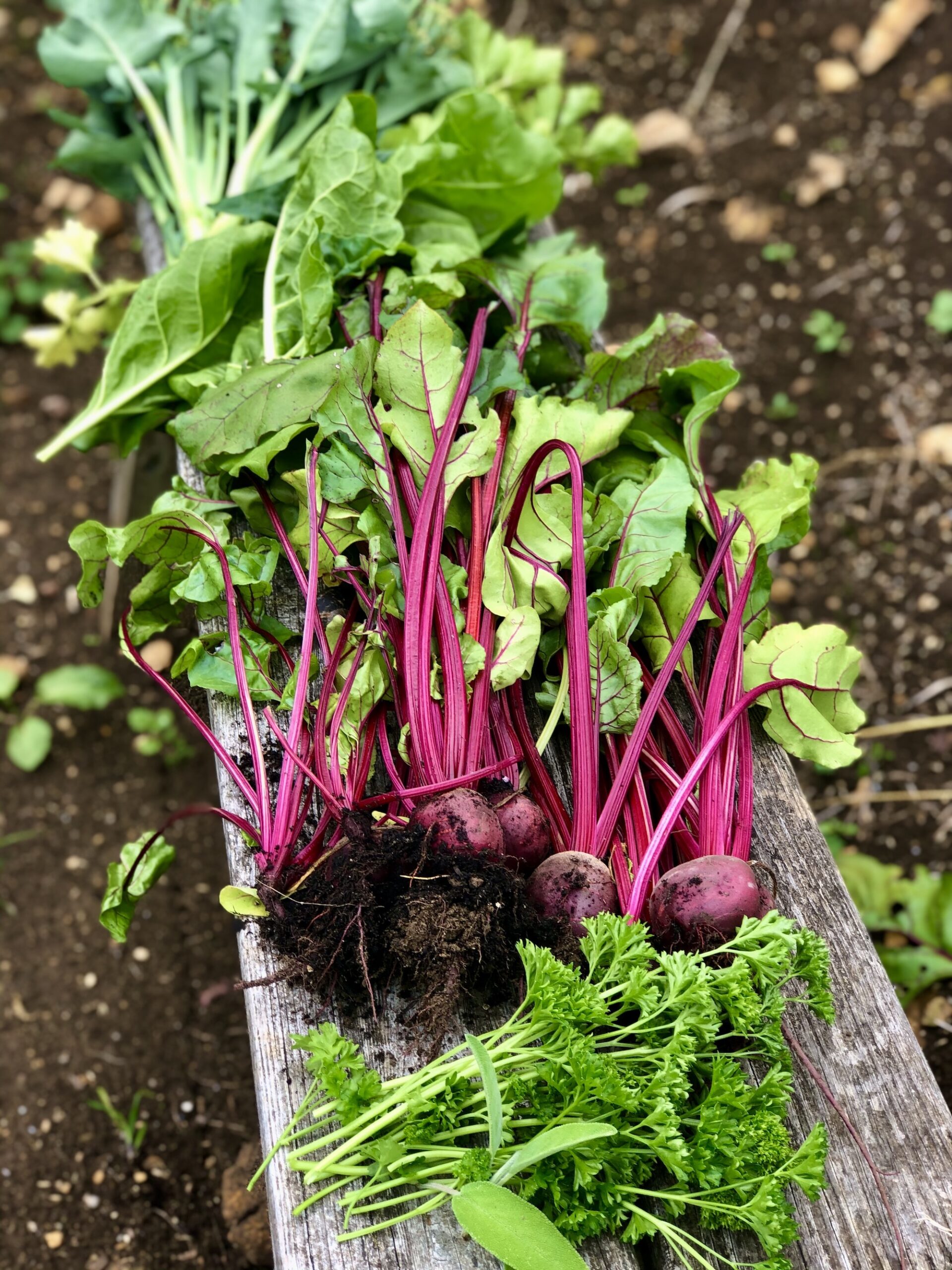 Vibrant pink beetroot and parsley harvested from productive garden 