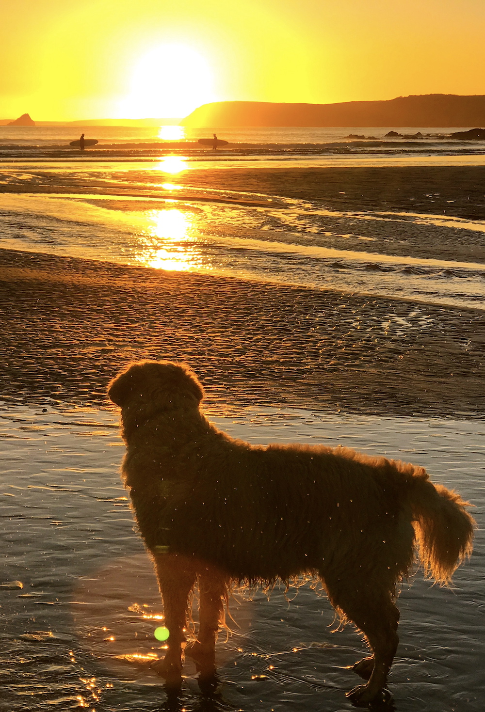 Golden retriever dog watching sunset in Cornwall