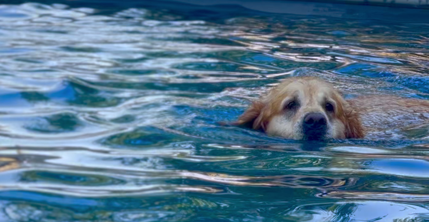 Golden retriever swimming in aqua blue rippled water 