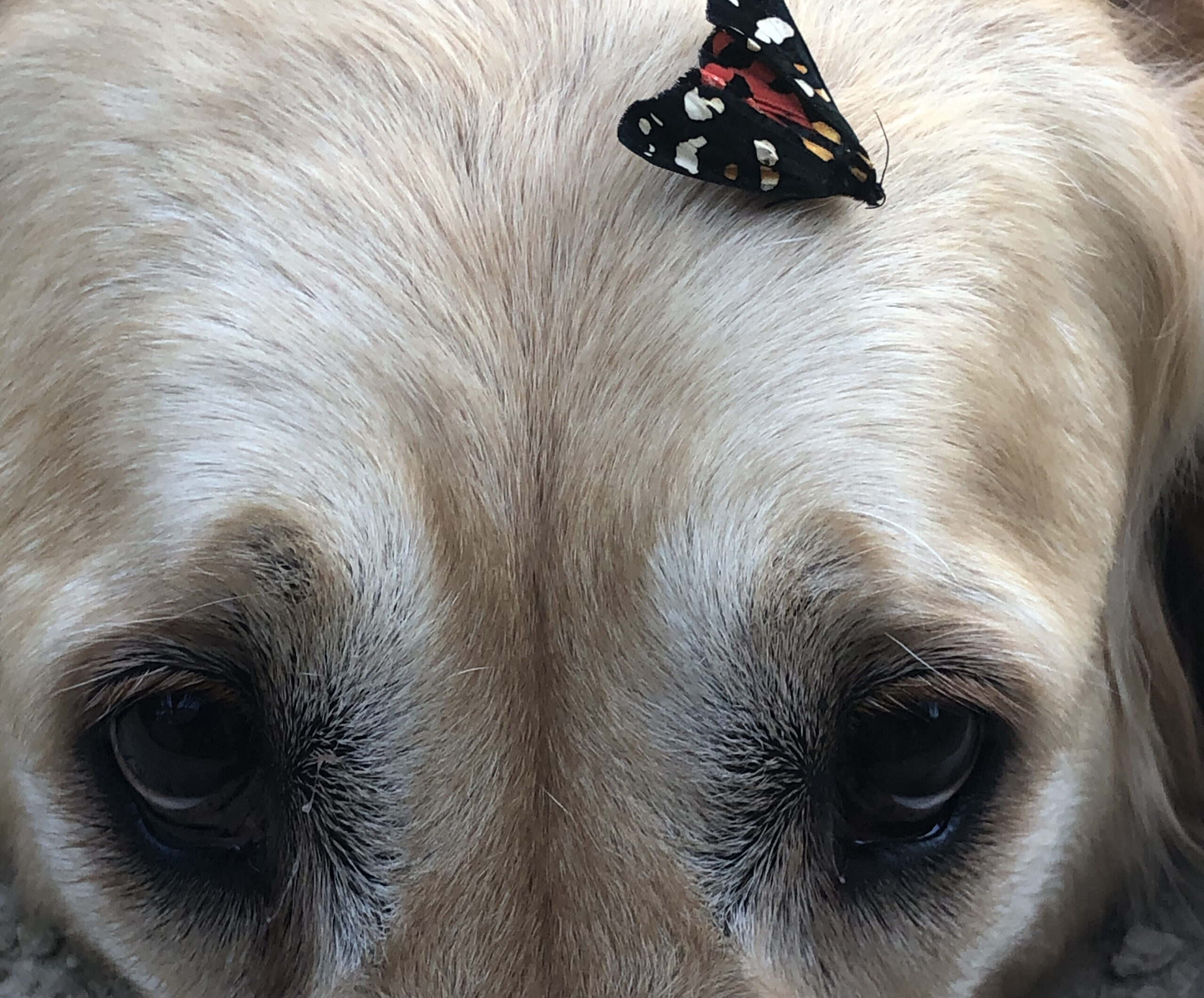 Golden retriever dog close up eyes with butterfly perched on head