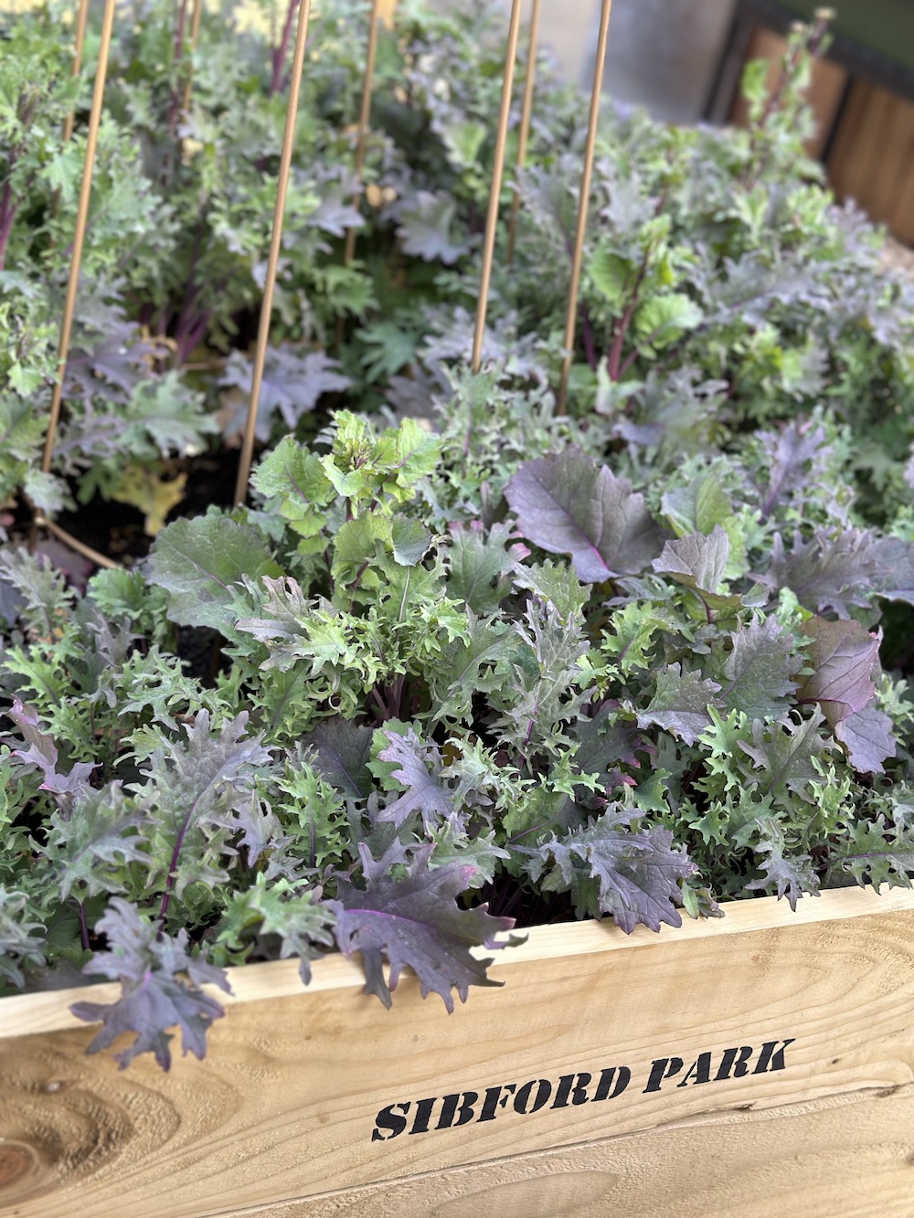 Masses of hardy Kale growing in wooden Sibford Park trough 
