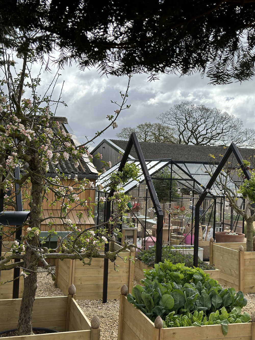 Edible garden with hardy winter veg and salad crops. Pink apple blossom trees flowering 