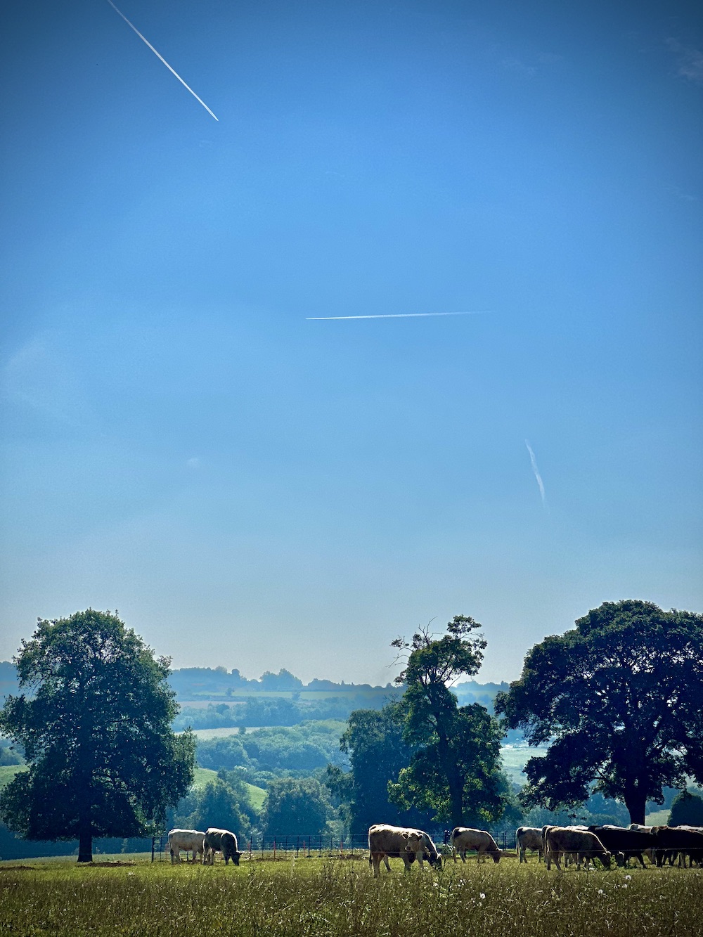 Blue skies over farmed land with a herd of cows in oxforshire