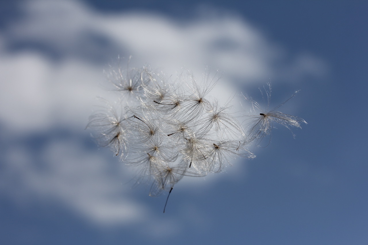 dandelion blowing in the breeze with blue skies 