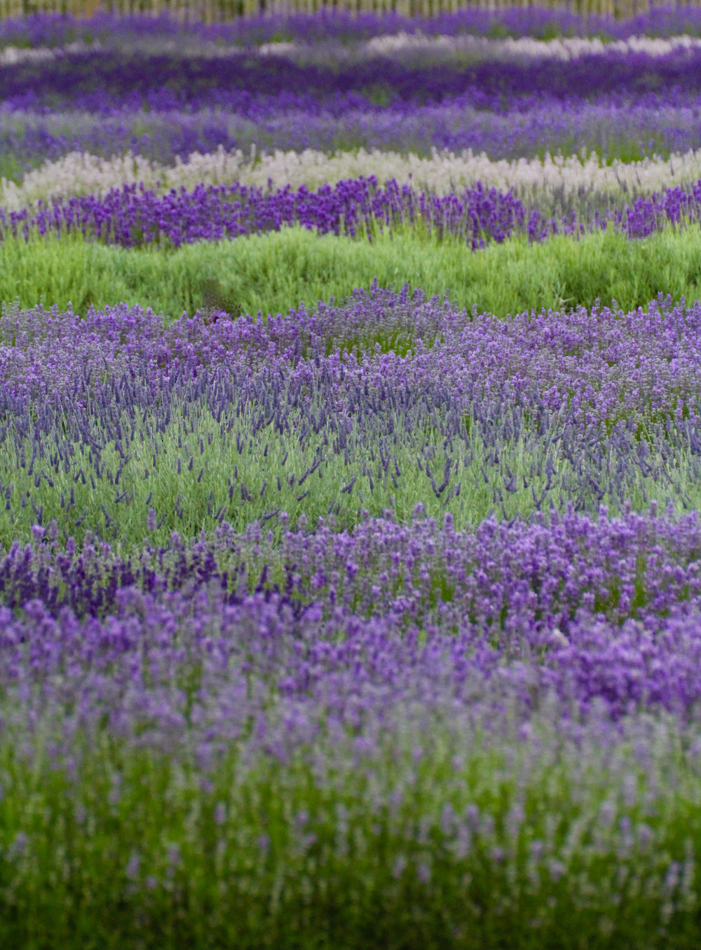 Rows and rows of lavender in multiple colours planted in stripes