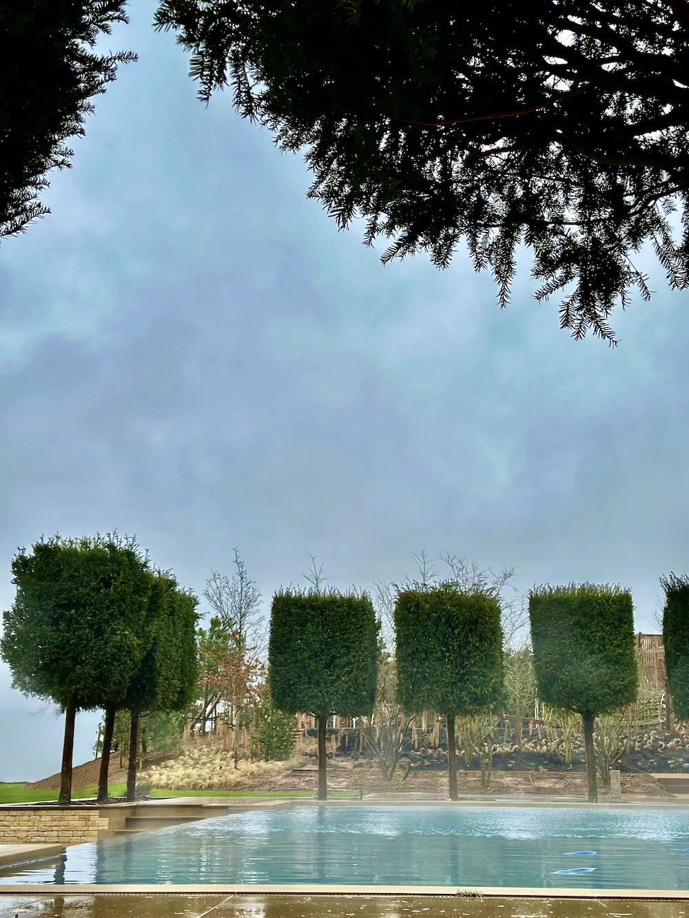 Boxhead Taxus trees surrounding infinity swimming pool 