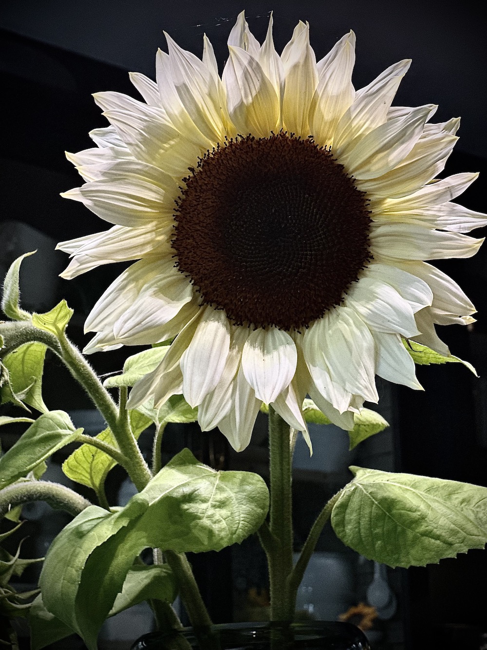 Giant lemon sun flower