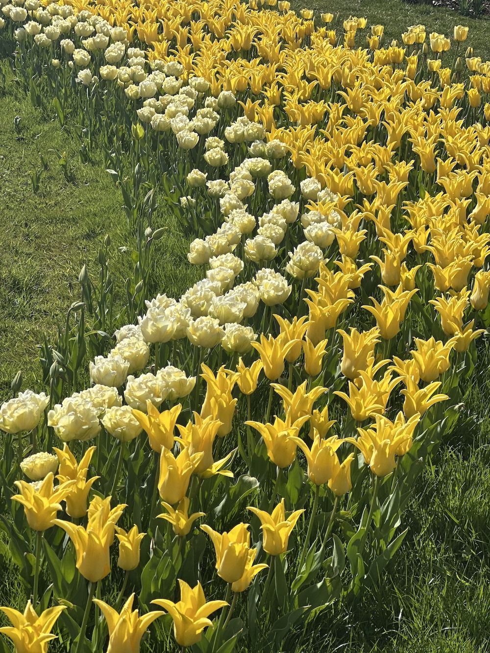 Yellow and white tulips in full bloom
